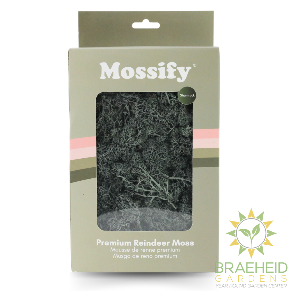 Premium Preserved Reindeer Moss