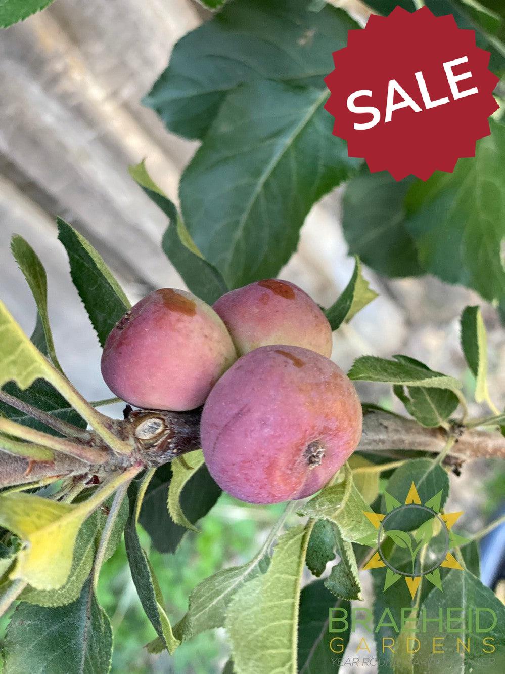 Purple Spire® Columnar Crabapple- Tree for sale, Grown in Grande Prairie -Braeheid Gardens Ltd. on Emerson Trail