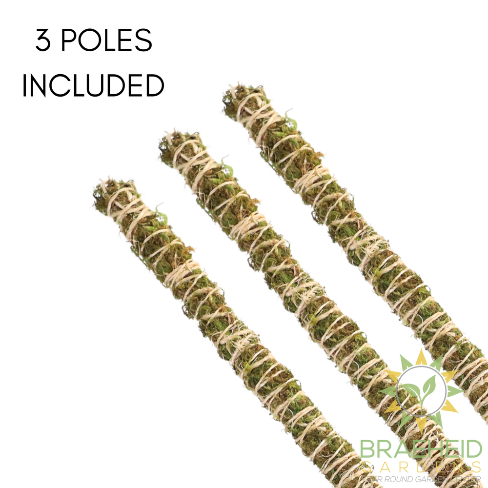 The Bendable Moss Pole™ 𝘛𝘏𝘐𝘕