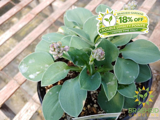 Hosta 'Blue Mouse Ears' -NO SHIP -
