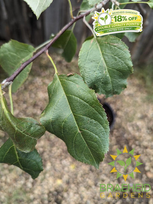 Harcourt Apple- Tree for sale, Grown in Grande Prairie -Braeheid Gardens Ltd. on Emerson Trail