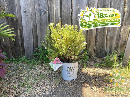 Happy Face® P. Paradise Potentilla