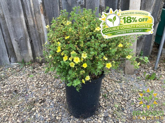 Katherine Dykes Potentilla