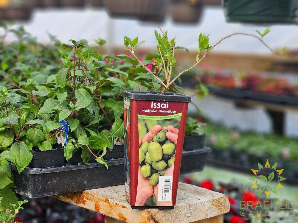Kiwi Issai-Actinidia