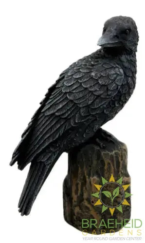 Raven Halloween Decoration C/24