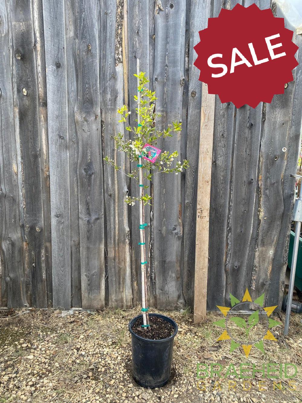 Juliet Cherry Tree- Tree for sale, Grown in Grande Prairie -Braeheid Gardens Ltd. on Emerson Trail