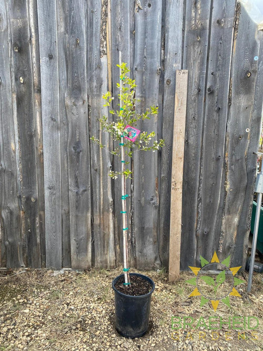 Juliet Cherry Tree- Tree for sale, Grown in Grande Prairie -Braeheid Gardens Ltd. on Emerson Trail