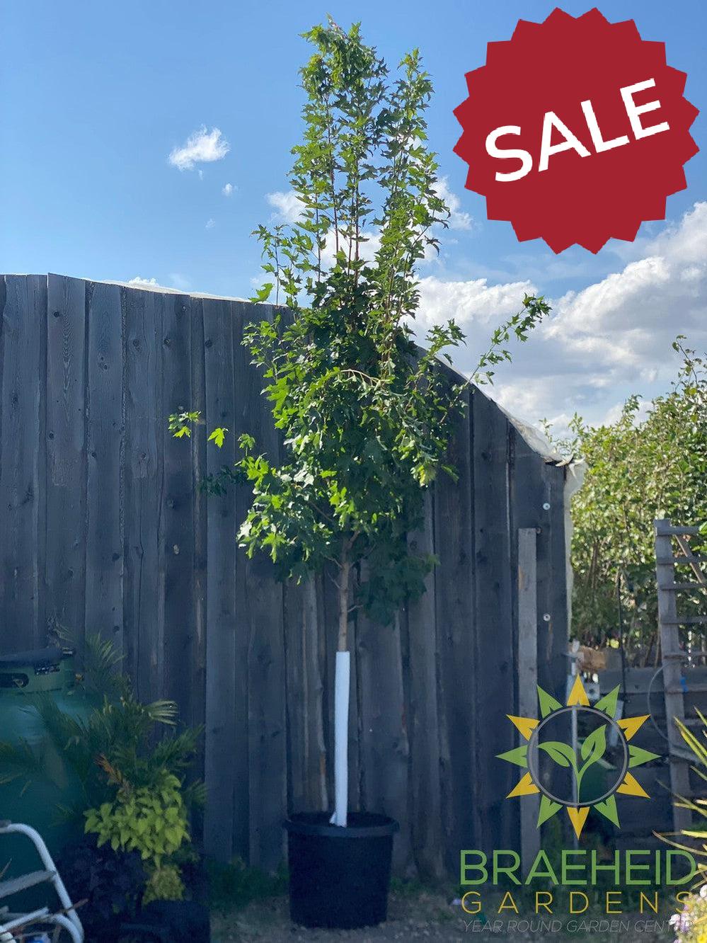 Fall Fiesta® Sugar Maple- Tree for sale, Grown in Grande Prairie -Braeheid Gardens Ltd. on Emerson Trail