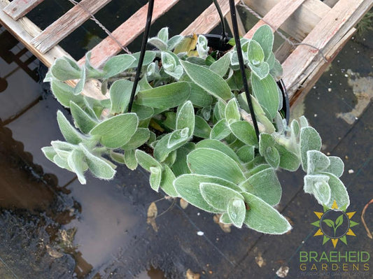 Tradescantia sillamontana White Velvet Hanging Basket