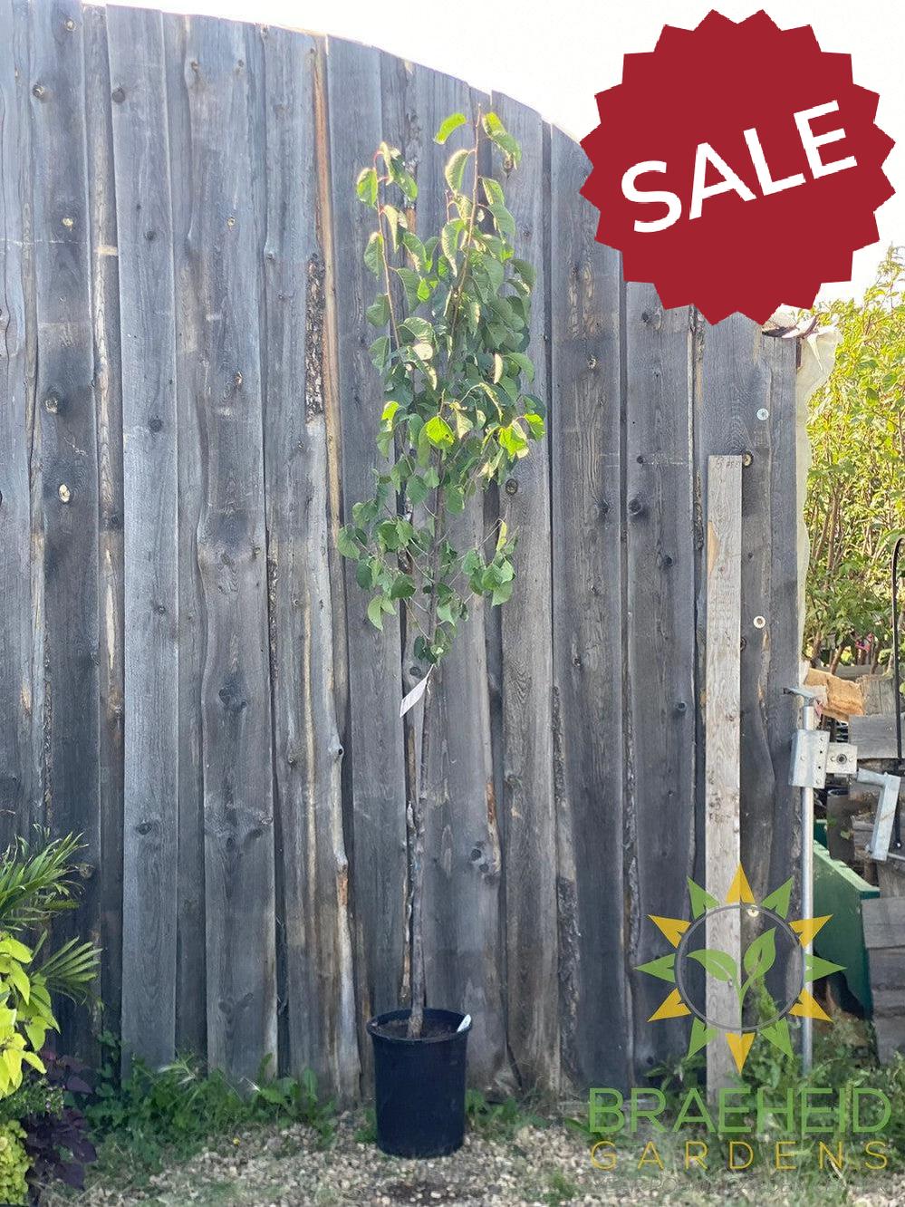 Princess Kay Plum- Tree for sale, Grown in Grande Prairie -Braeheid Gardens Ltd. on Emerson Trail