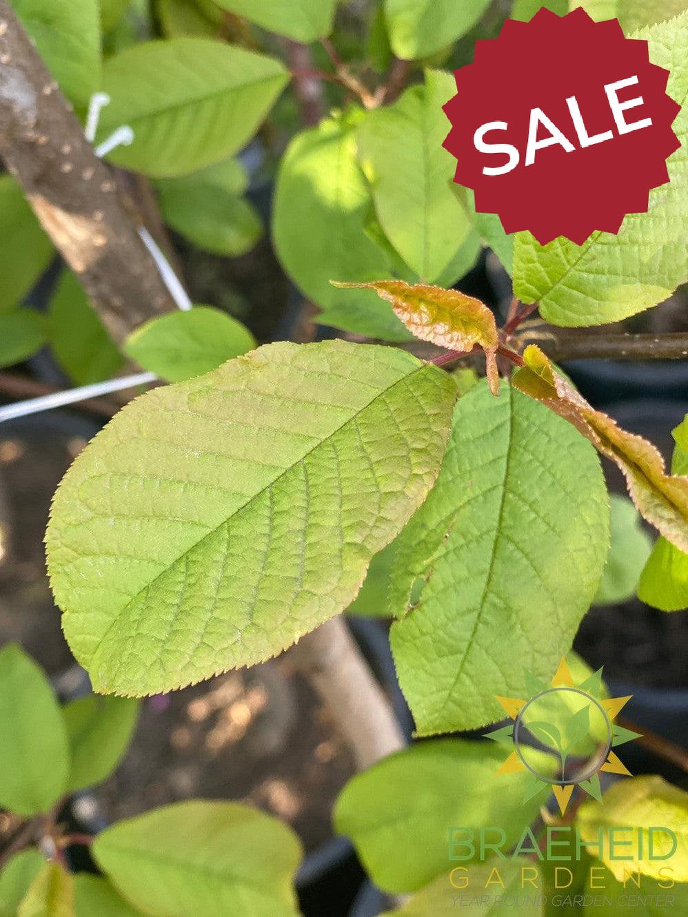 Advance Mayday- Tree for sale, Grown in Grande Prairie -Braeheid Gardens Ltd. on Emerson Trail
