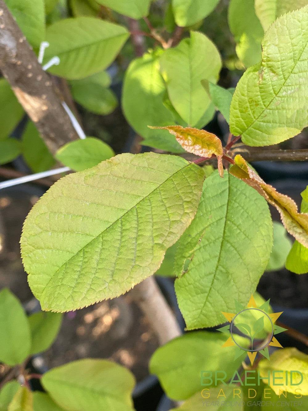 Advance Mayday- Tree for sale, Grown in Grande Prairie -Braeheid Gardens Ltd. on Emerson Trail