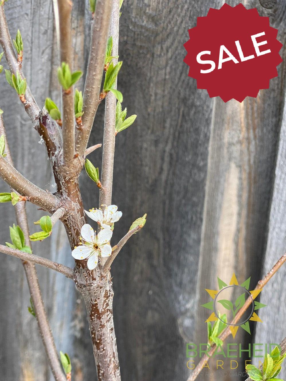 Tecumseh Plum- Tree for sale, Grown in Grande Prairie -Braeheid Gardens Ltd. on Emerson Trail