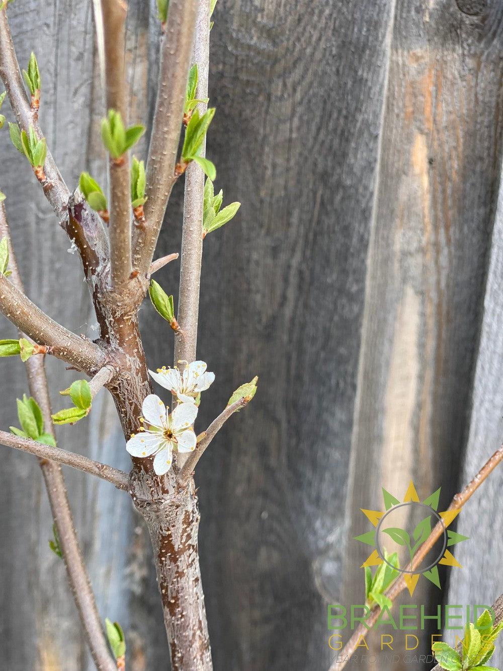 Tecumseh Plum- Tree for sale, Grown in Grande Prairie -Braeheid Gardens Ltd. on Emerson Trail