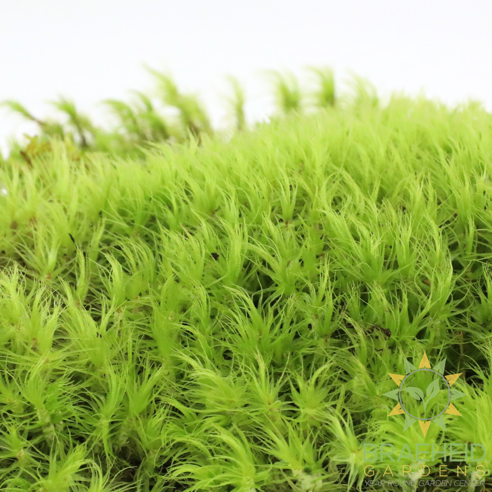 Mood Moss - Revita-Moss (Dicranum)