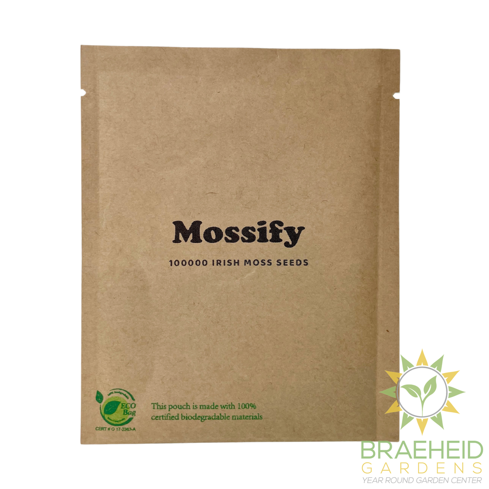 Premium Irish Moss Seeds - Sagina Subulata Seeds