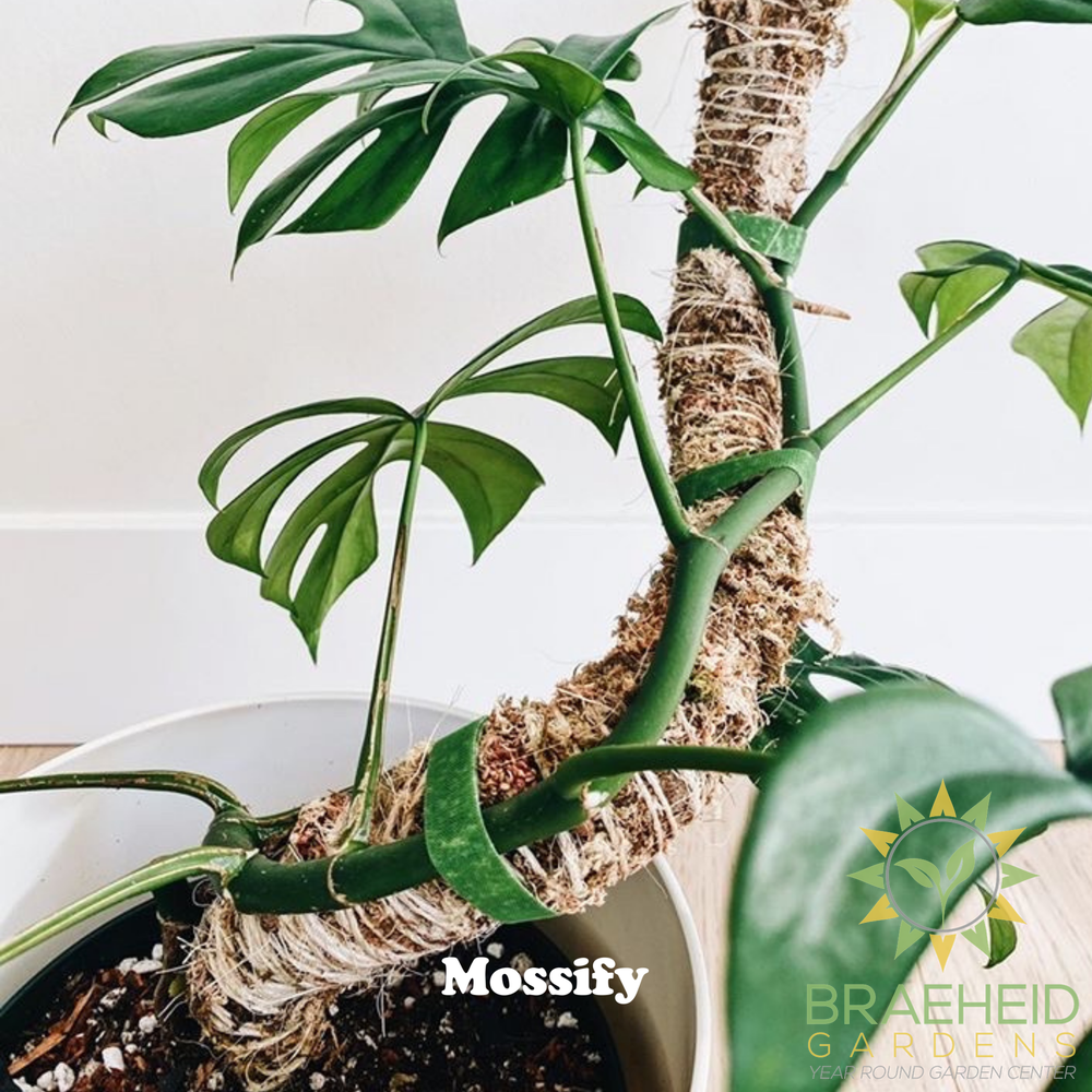 The Original Bendable Moss Pole⢠- Best Seller (Pins Included)