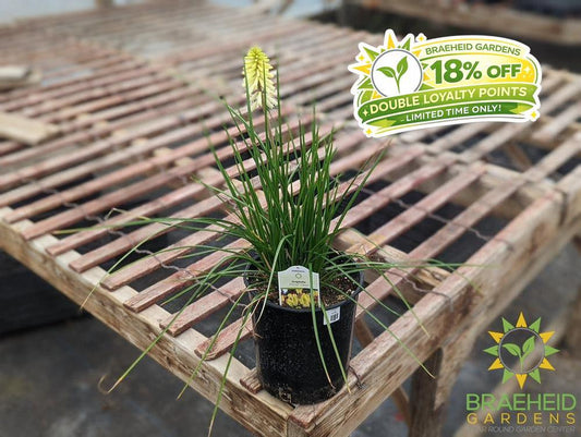 Kniphofia POCO 'Citron' - NO SHIP -