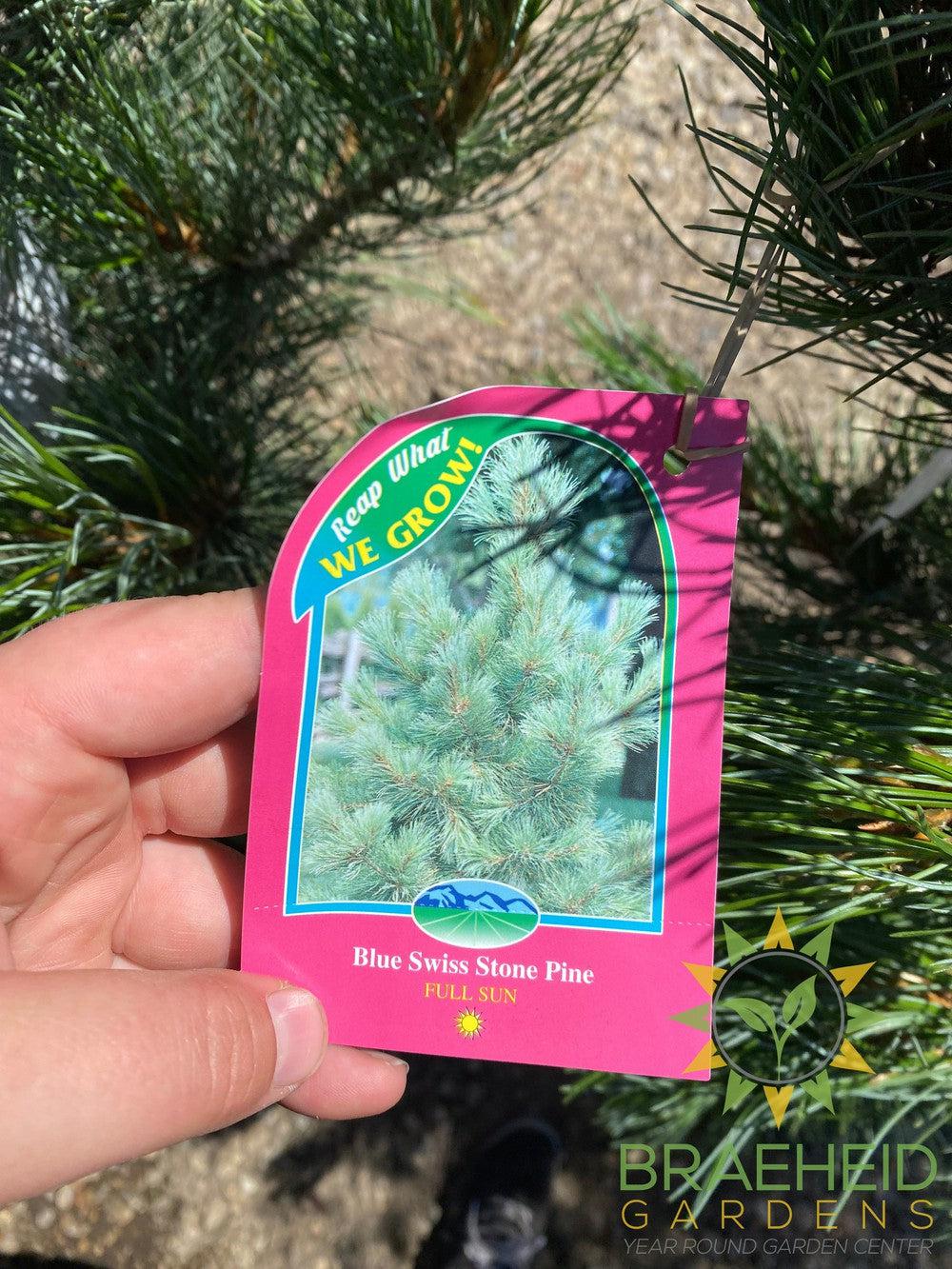 Blue Swiss Stone Pine- Tree for sale, Grown in Grande Prairie -Braeheid Gardens Ltd. on Emerson Trail