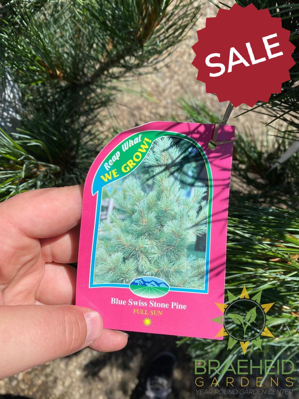 Blue Swiss Stone Pine- Tree for sale, Grown in Grande Prairie -Braeheid Gardens Ltd. on Emerson Trail