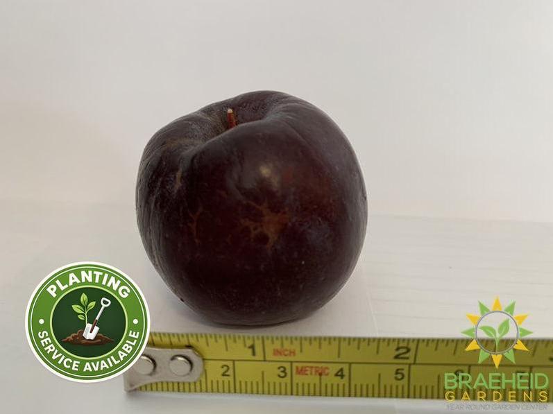 Kerr Apple- Tree for sale, Grown in Grande Prairie -Braeheid Gardens Ltd. on Emerson Trail