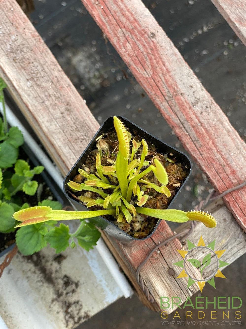 Venus Fly Trap - Dionaea Muscipula - Dente