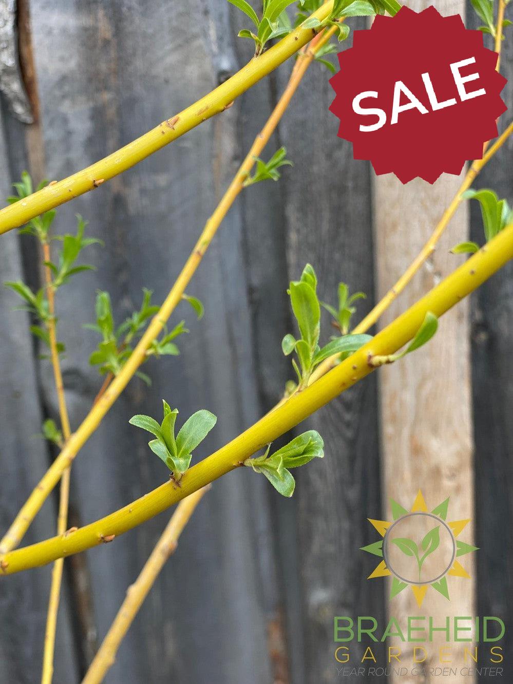 Golden Willow Tree- Tree for sale, Grown in Grande Prairie -Braeheid Gardens Ltd. on Emerson Trail
