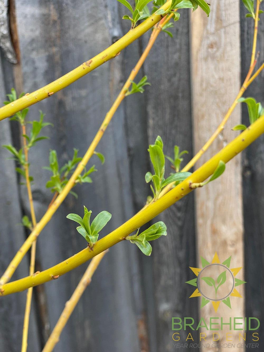 Golden Willow Tree- Tree for sale, Grown in Grande Prairie -Braeheid Gardens Ltd. on Emerson Trail