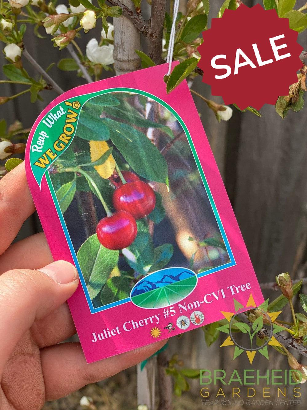 Juliet Cherry Tree- Tree for sale, Grown in Grande Prairie -Braeheid Gardens Ltd. on Emerson Trail