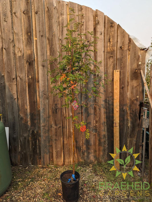 Black Hawk Mountain Ash- Tree for sale, Grown in Grande Prairie -Braeheid Gardens Ltd. on Emerson Trail