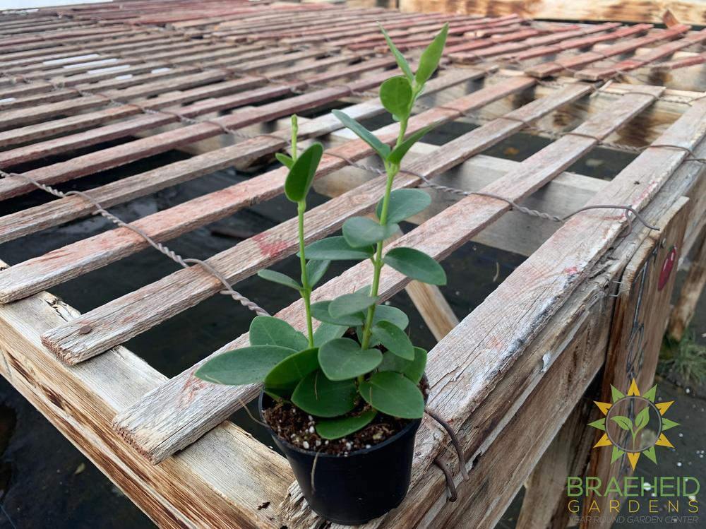 Hoya cumingiana