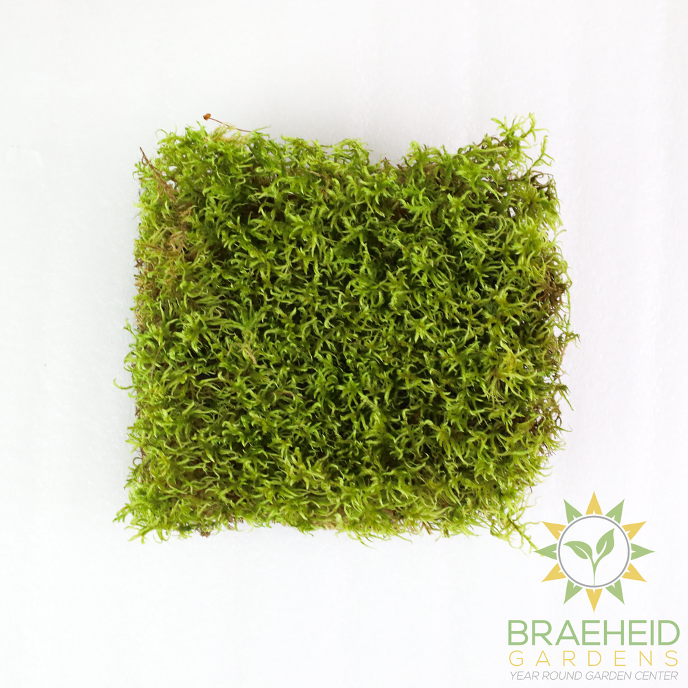Natural Canadian Forest Moss - Revita-Moss (Pleurozium schreberi)