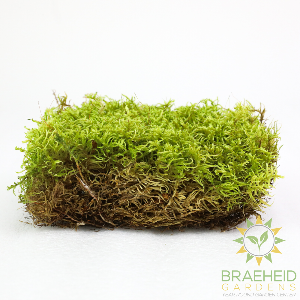Natural Canadian Forest Moss - Revita-Moss (Pleurozium schreberi)