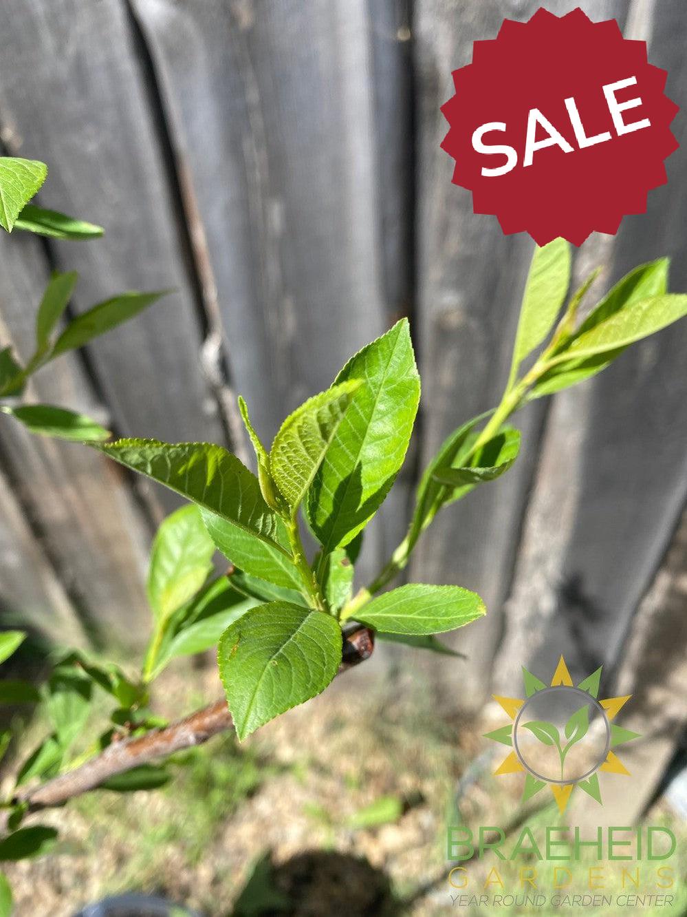 Compass Cherry-Plum- Tree for sale, Grown in Grande Prairie -Braeheid Gardens Ltd. on Emerson Trail
