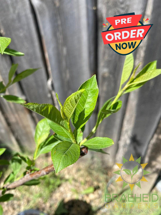 Compass Cherry-Plum- Tree for sale, Grown in Grande Prairie -Braeheid Gardens Ltd. on Emerson Trail