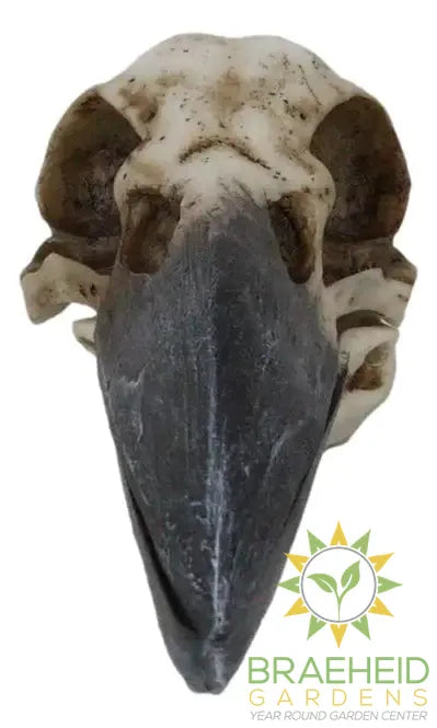 Raven Skull Box C/24