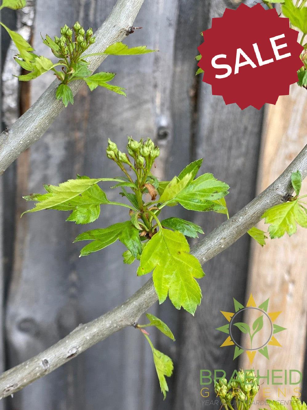 Toba Hawthorn- Tree for sale, Grown in Grande Prairie -Braeheid Gardens Ltd. on Emerson Trail