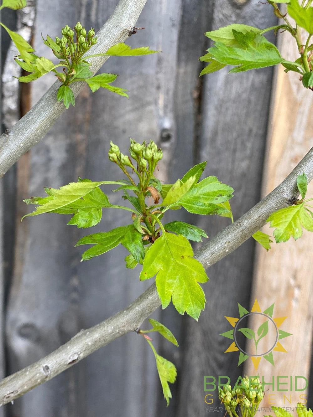 Toba Hawthorn- Tree for sale, Grown in Grande Prairie -Braeheid Gardens Ltd. on Emerson Trail