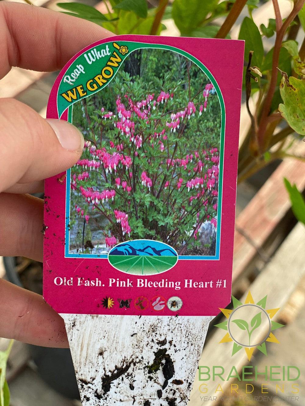 Old Fashioned Bleeding Heart