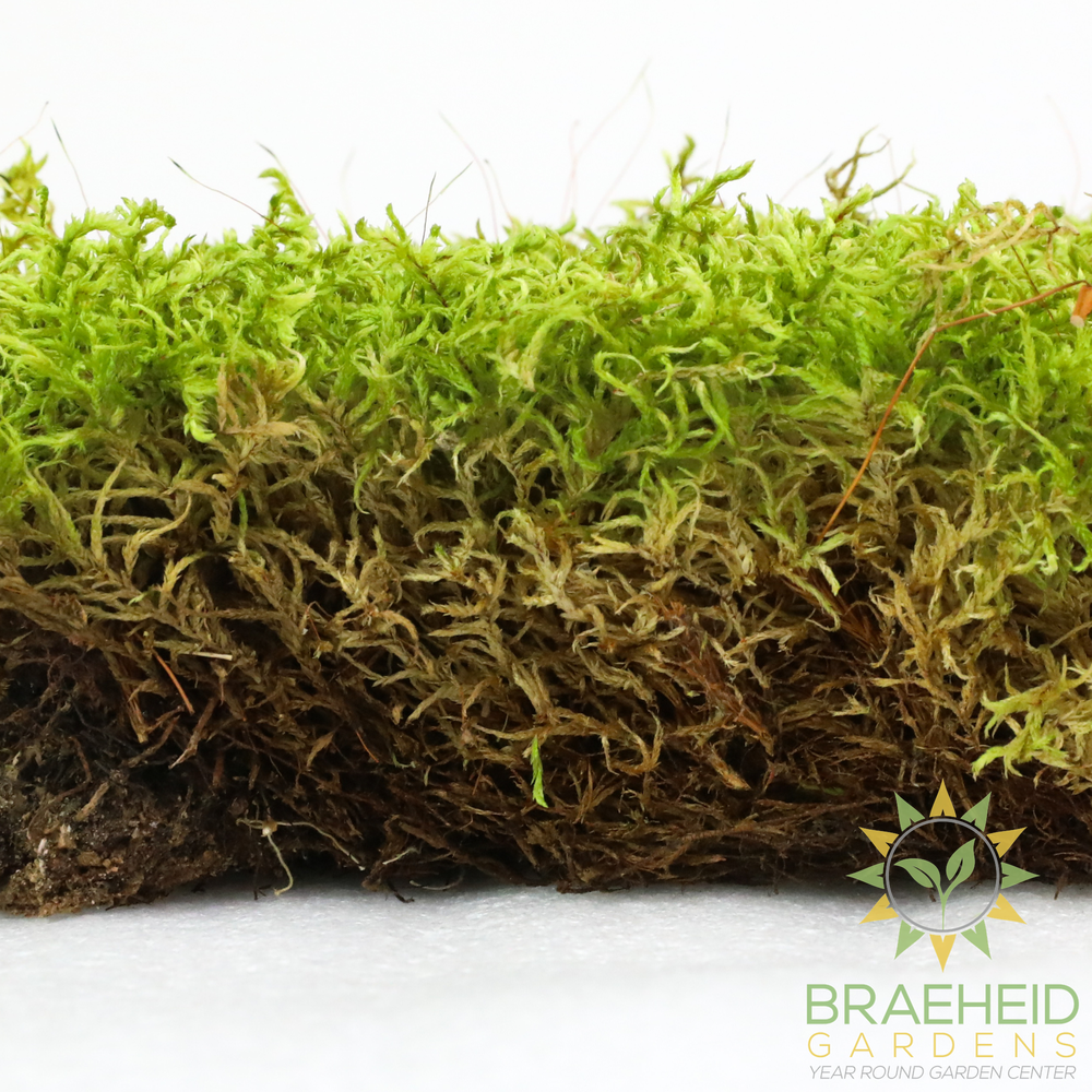 Natural Canadian Forest Moss - Revita-Moss (Pleurozium schreberi)