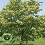 Harvest Gold Linden