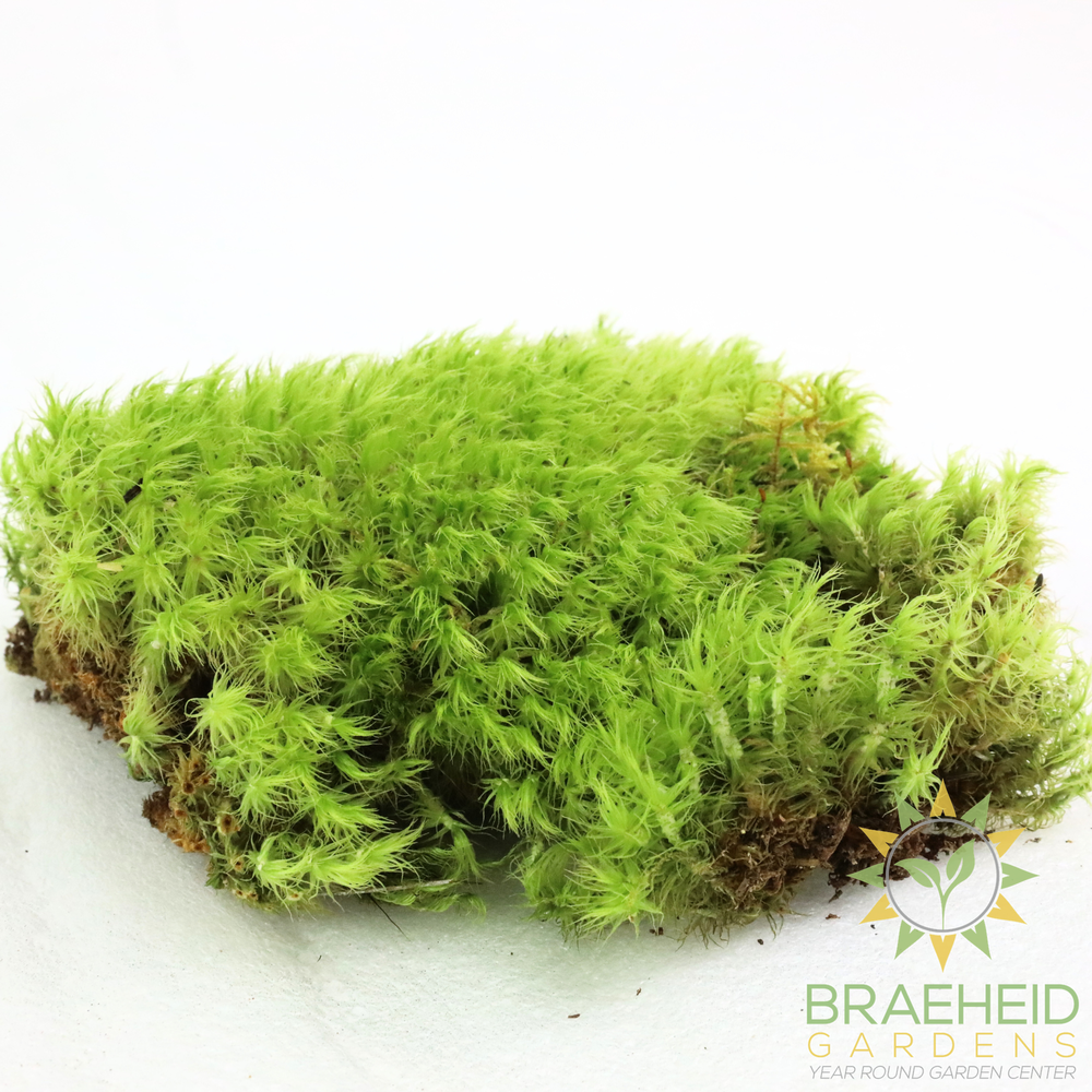 Mood Moss - Revita-Moss (Dicranum)