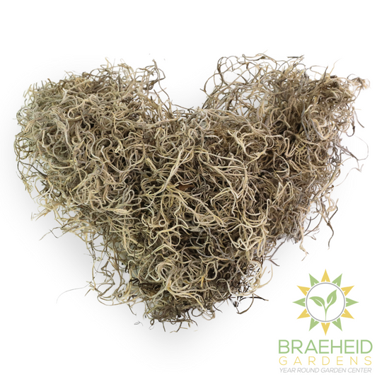 Premium Spanish Moss
