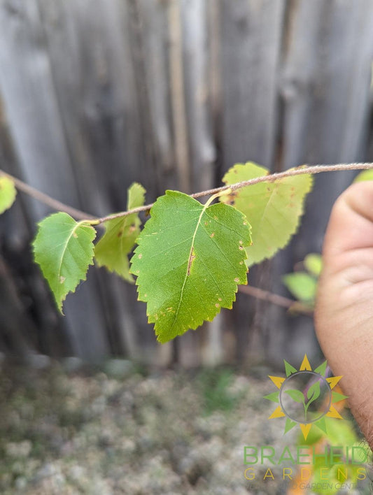Paper Birch- Tree for sale, Grown in Grande Prairie -Braeheid Gardens Ltd. on Emerson Trail