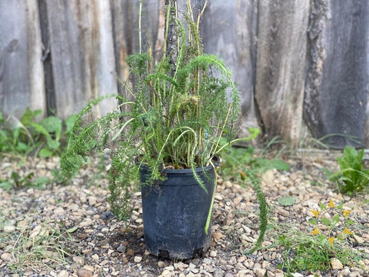 Common Yarrow