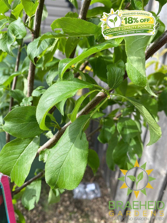 Brookred Plum- Tree for sale, Grown in Grande Prairie -Braeheid Gardens Ltd. on Emerson Trail
