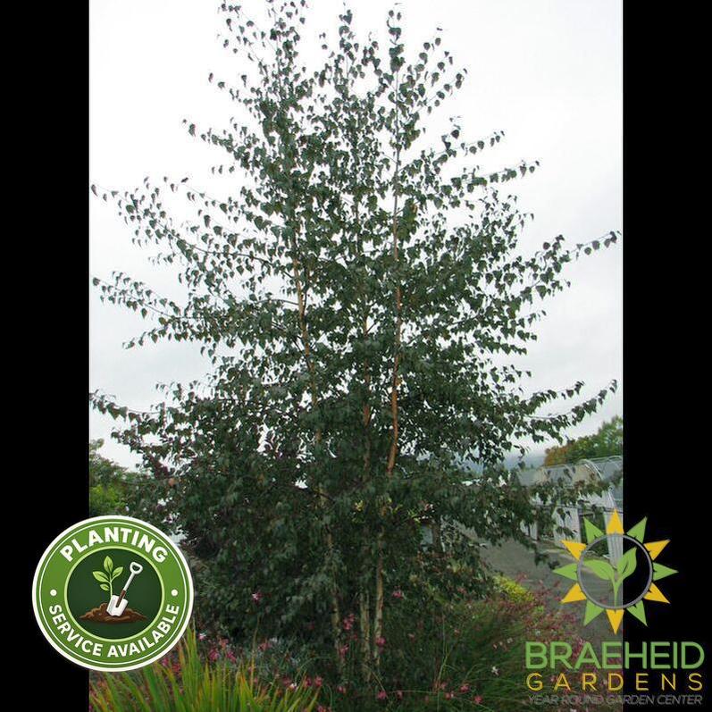 Royal Frost Birch