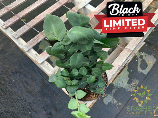 Shingle Plant - Rhaphidophora Korthalsii