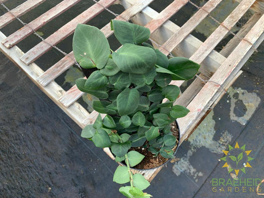 Shingle Plant - Rhaphidophora Korthalsii