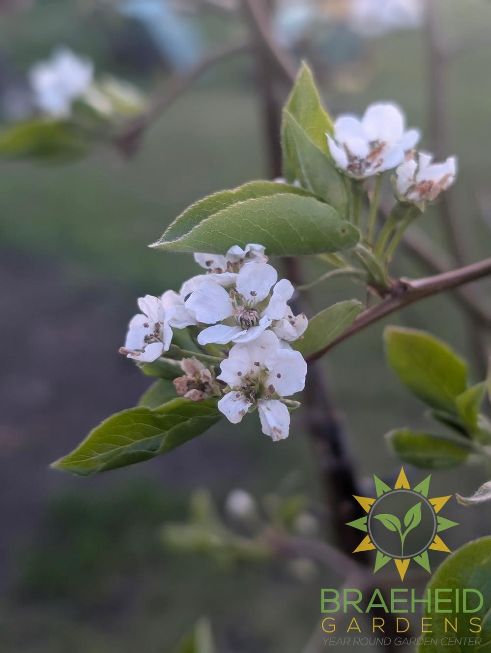Early Gold Pear